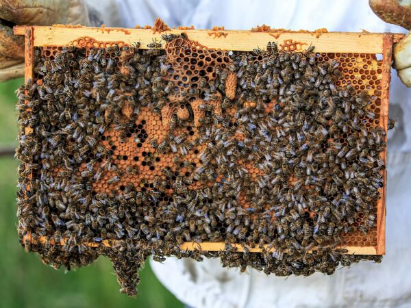 Miele e prodotti dell’alveare